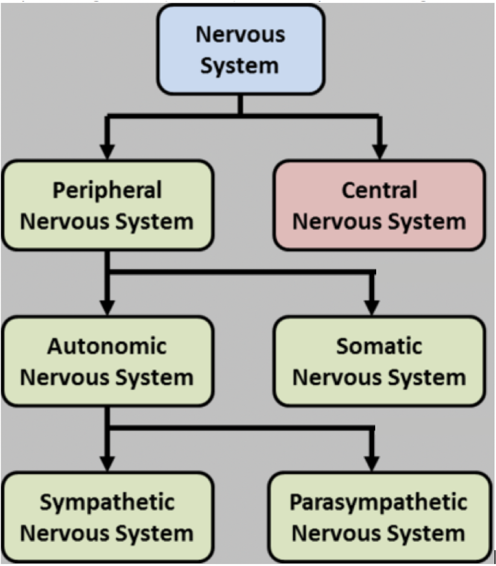 2.2 The Biological Model – Essentials of Abnormal Psychology