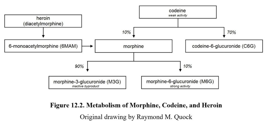 gabapentin vs hydromorphone