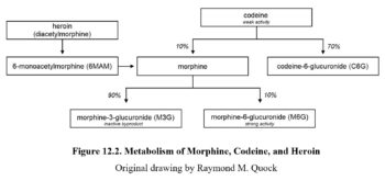 Chapter 12: Opioids – Drugs And Behavior