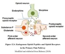 Chapter 12: Opioids – Drugs And Behavior