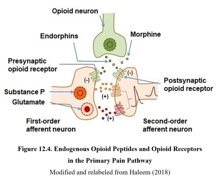 Chapter 12: Opioids – Drugs And Behavior