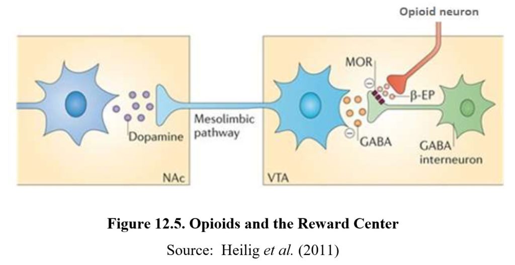 Chapter 12: Opioids – Drugs and Behavior