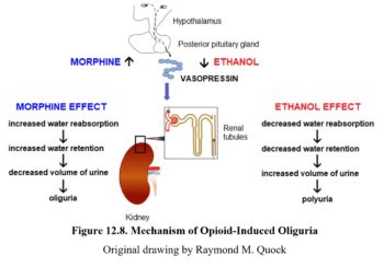 Chapter 12: Opioids – Drugs And Behavior