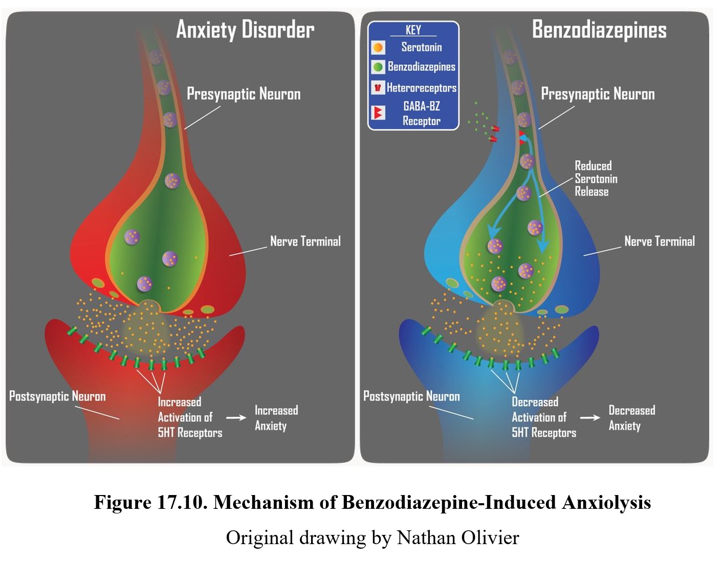 How Do Benzodiazepines Reduce Anxiety?