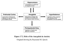 Chapter 17: Anxiolytics – Drugs And Behavior