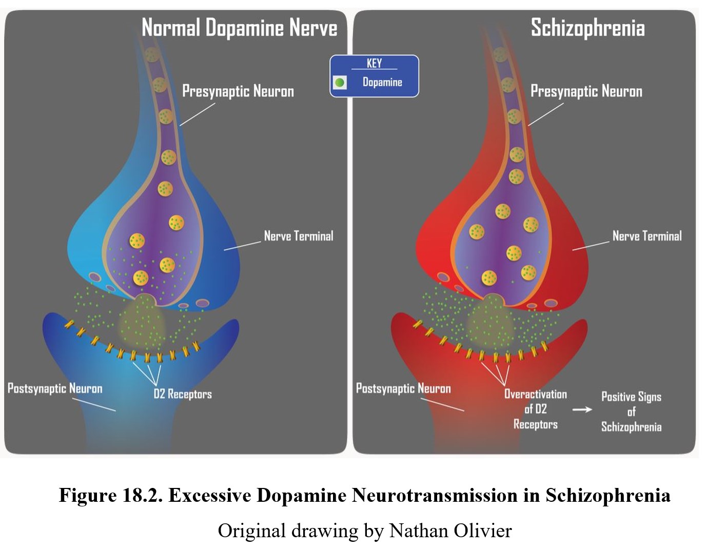 Dopamine Neurotransmitter Schizophrenia