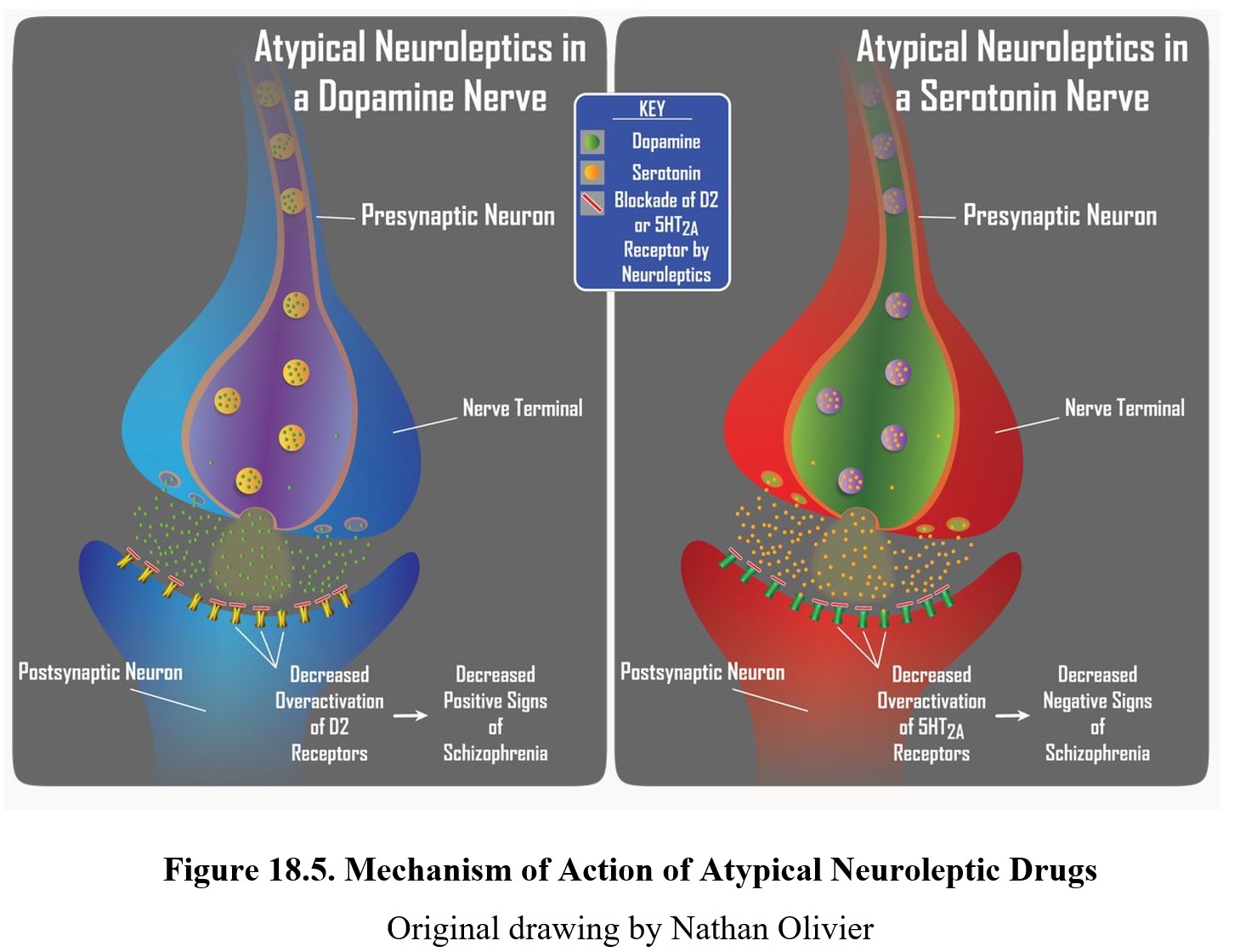 chapter-18-antipsychotics-drugs-and-behavior