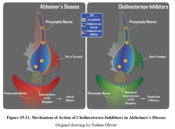 Chapter 19: ADHD And Alzheimer’s Drugs – Drugs And Behavior