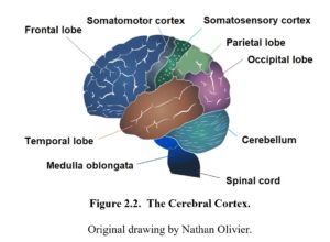 Chapter 2: Neuroanatomy – Drugs and Behavior