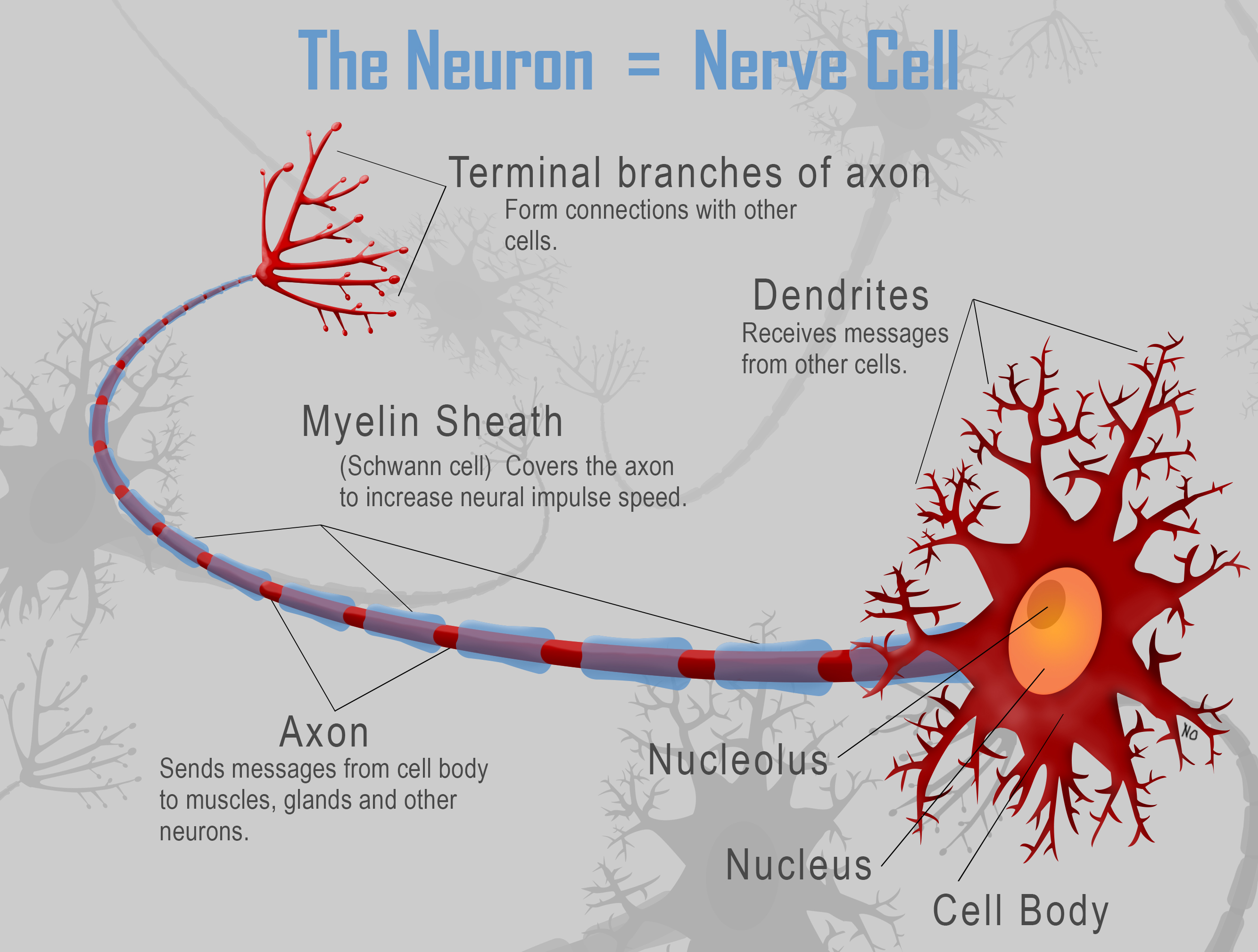 Draw a neat labelled diagram of multipolar neuron.