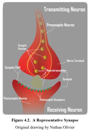 Chapter 4: Neurotransmission – Drugs and Behavior