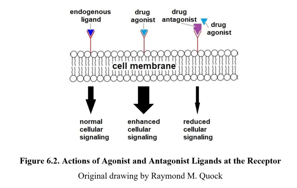 Chapter 6 Pharmacodynamics Drugs and Behavior