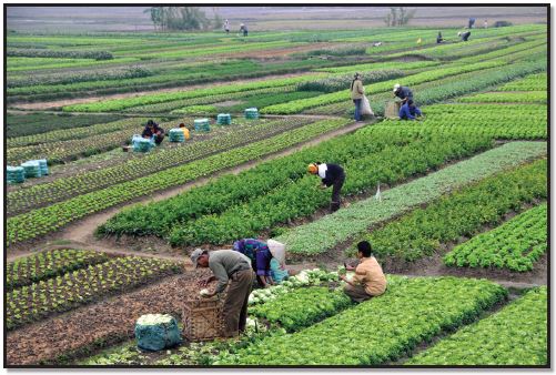 commercial farming vs subsistence farming