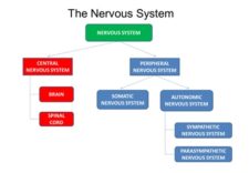 Figure 10.2. The Structure of the Nervous System – Principles of ...