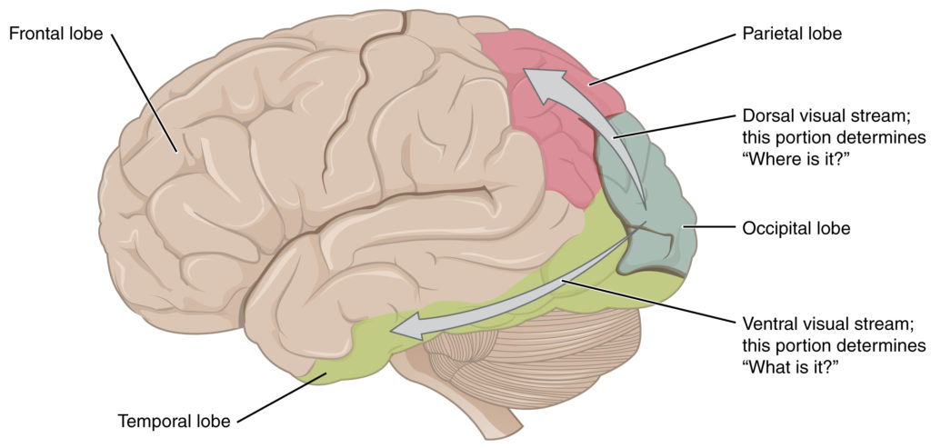 1424_Visual_Streams – Introductory Psychology