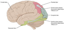 5.3 Vision – Introductory Psychology