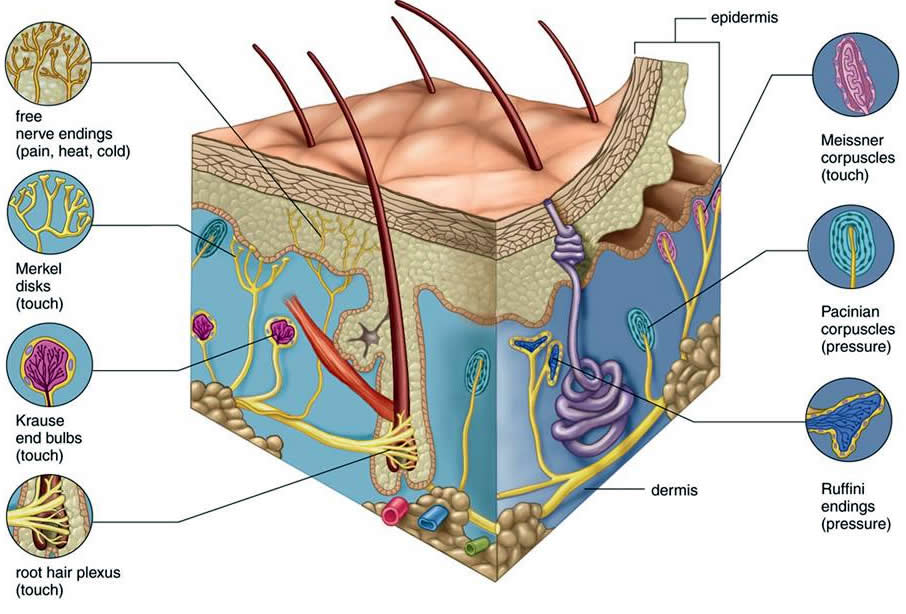 most nerve endings in body