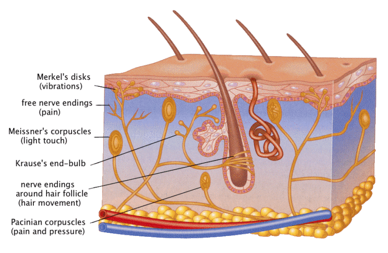 Pain Receptors – Introductory Psychology