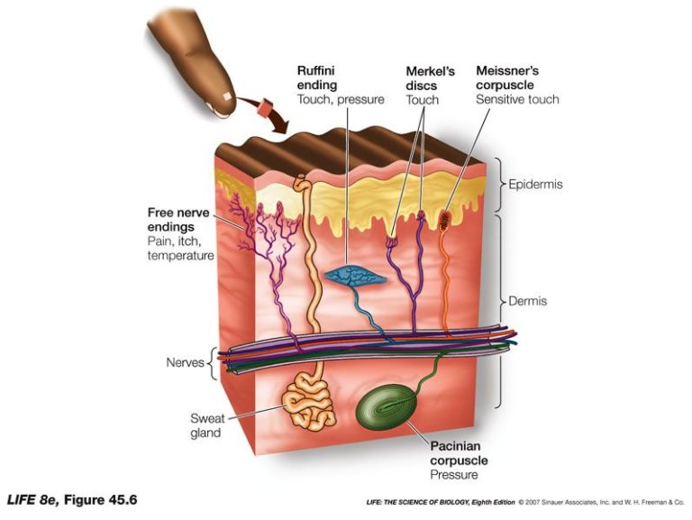 receptors-inside-nerve-cells-may-be-a-key-to-controlling-pain