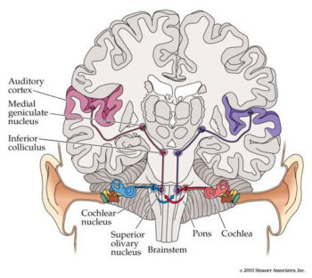 5.4 Hearing – Introductory Psychology