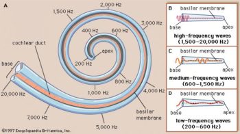 cochlea – Introductory Psychology