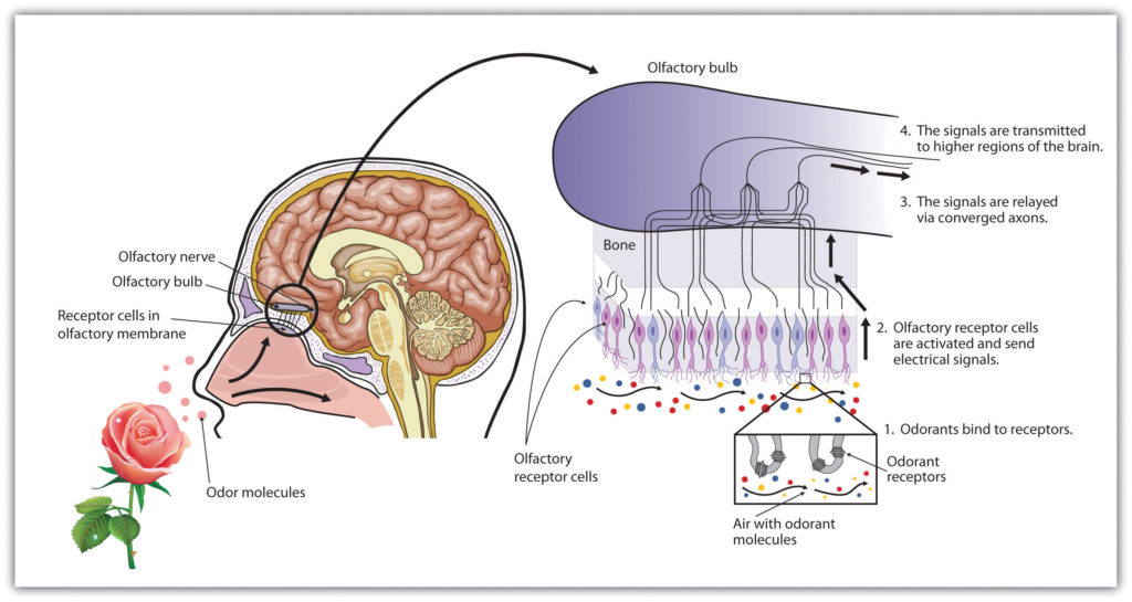 olfactory-receptors-introductory-psychology