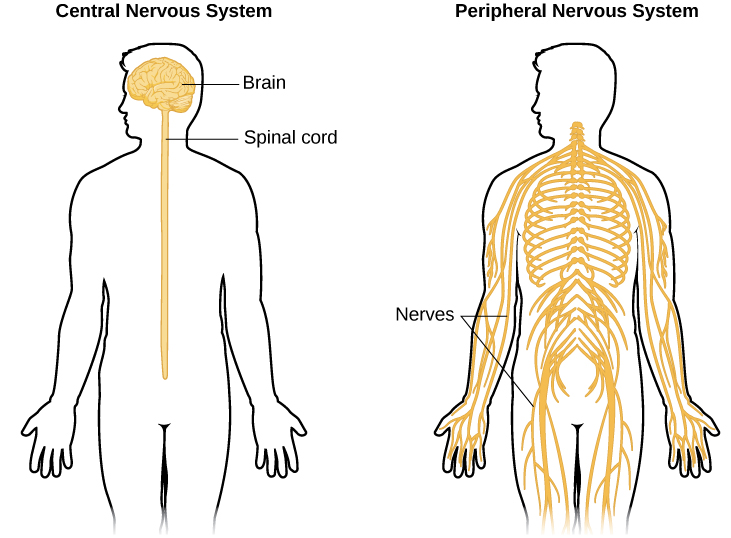 An illustrated outline of a human body labeled “central nervous system” shows the location of the “brain” and “spinal cord.” An illustrated outline of the human body labeled “peripheral nervous system” shows many “nerves” inside the body.