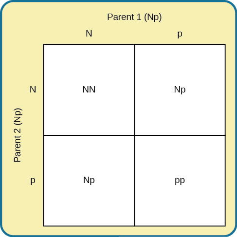 A Punnett square shows the four possible combinations (NN, Np, Np, pp) resulting from the pairing of two Np parents.
