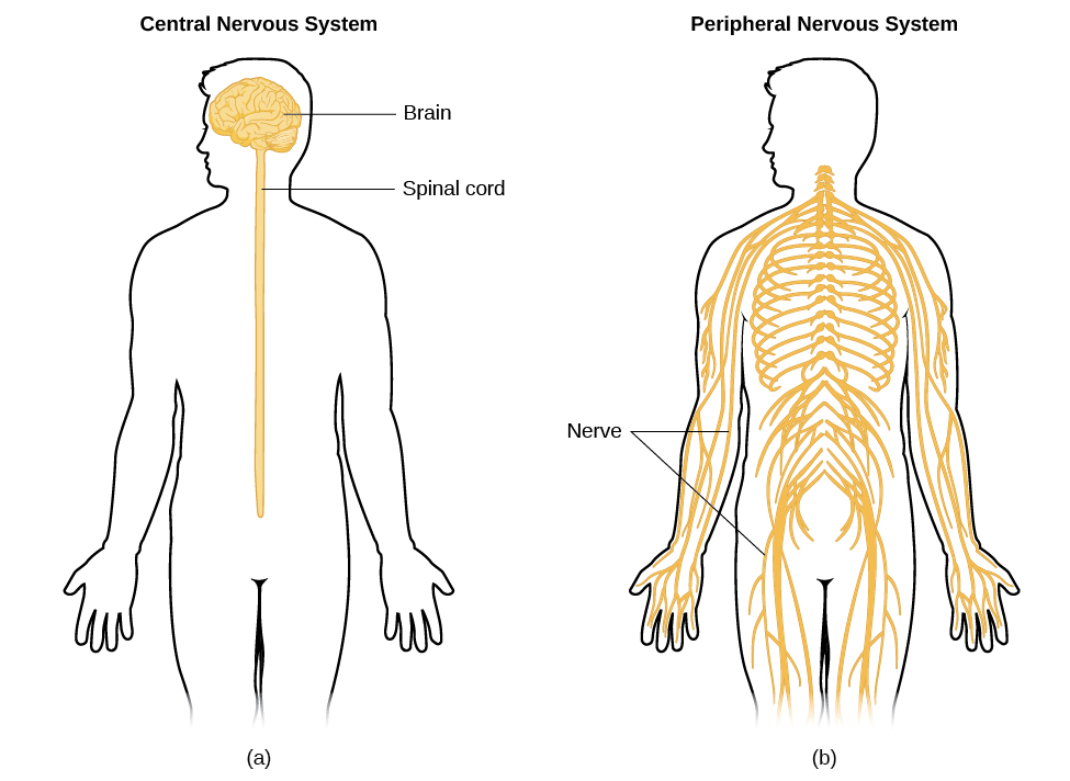 understanding-cns-scientific-publishing