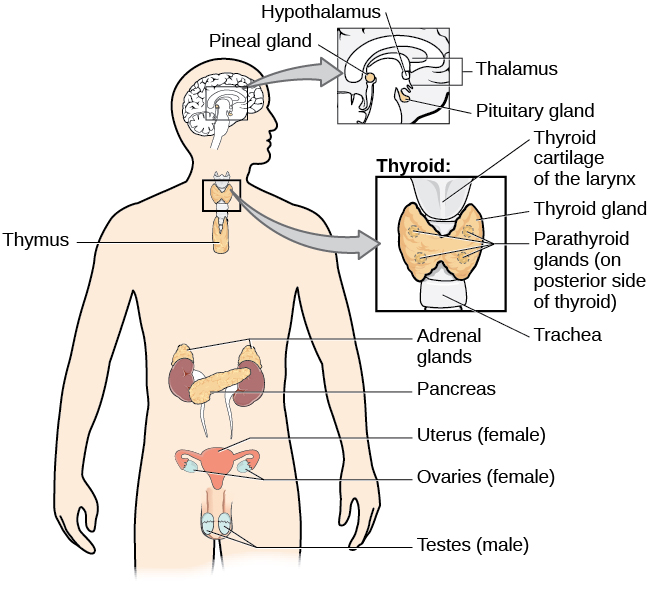 A diagram of the human body illustrates the locations of the thymus, several parts within the brain (pineal gland, hypothalamus, thalamus, pituitary gland), several parts within the thyroid (cartilage, thyroid gland, parathyroid glands, trachea), the adrenal glands, pancreas, uterus, ovaries, and testes.
