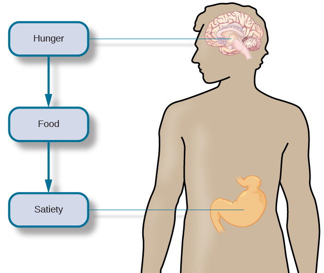 Hunger and Eating – Psychology