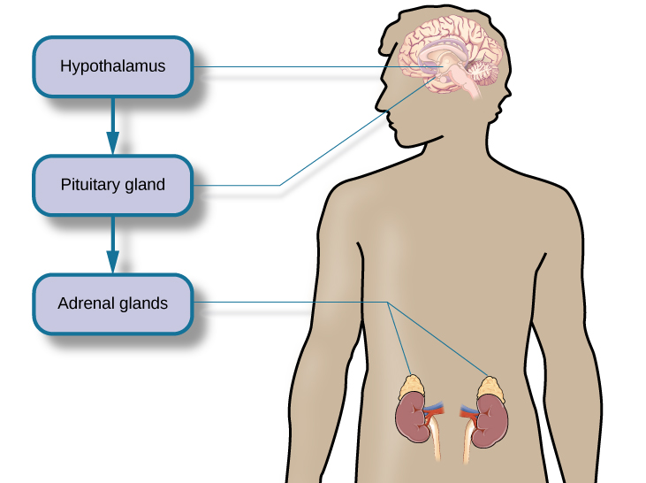 A figure shows an outline of the human body that indicates various parties of the body related to the hypothalamic-pituitary-adrenal axis. The hypothalamus, pituitary gland, and adrenal glands are labeled. There is an arrow from hypothalamus to pituitary gland and another arrow from pituitary gland to adrenal glands. These arrows represent the flow between these organs.