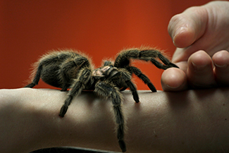 A close-up picture of a very large spider on a person’s arm is shown. The person is using its other hand to hold up two of the spider’s legs.